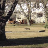 Coyote 508 in his neighborhood