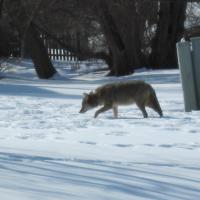 Coyote 1