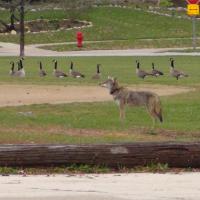 Coyote 571 in park
