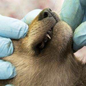 Photo of coyote pup being examined by Jon Marshall - https://flic.kr/p/bZBHyj
