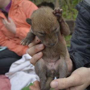 The research team meets coyote 1101 for the first time
