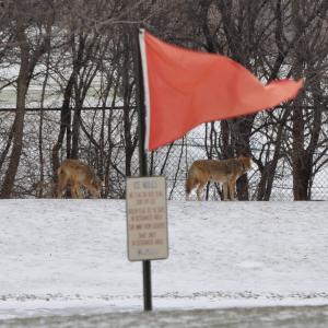 Coyote 1 and 115 together for life