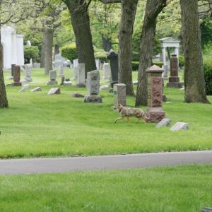 Coyote 743 in cemetary