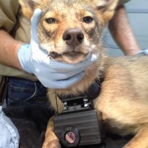 Coyote wearing a Crittercam 