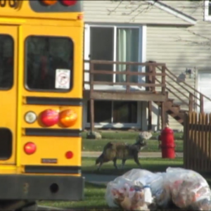 Coyote in neighborhood