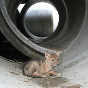 coyote pup in concrete pipe