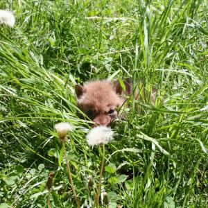 coyote pup in grass