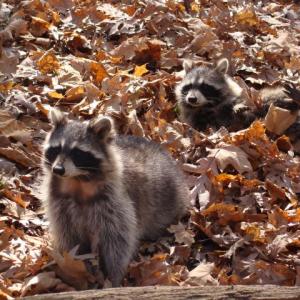Raccoons in the woods