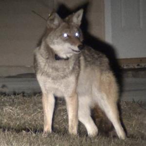coyote 