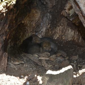 coyote pups in den