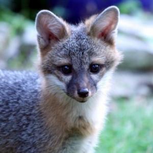 Gray fox
