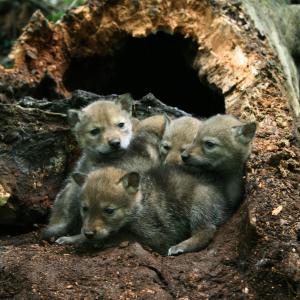 Coyote pups in hollowed-out tree den