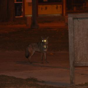 Coyote in city