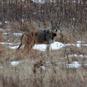 Photo credit Stanley J. Jazwinski