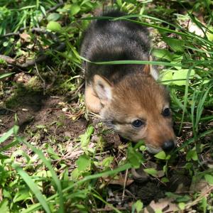 coyote pup