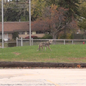 coyote in park
