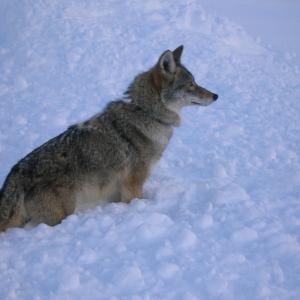 Coyote in the snow