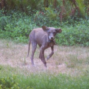 coyote with mange