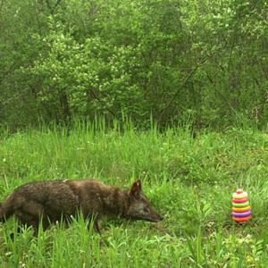 Photo of coyote investigating a child's toy