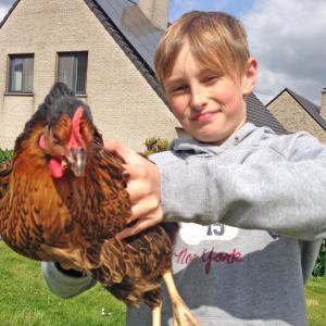 Urban chicken - potential coyote food source