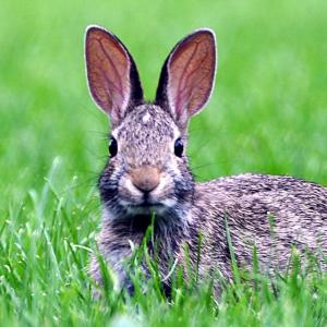 Spatial and Temporal Variation in the Diet of Coyotes in the Chicago Metropolitan Area