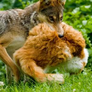 Population Ecology of Free-Roaming Cats and Interference Competition by Coyotes in Urban Parks