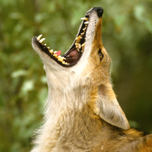 Coyote howling