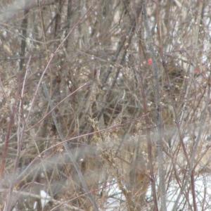 Coyotes show us they live among us though often are hidden