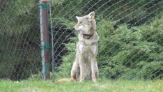 The Dynamics of Sarcoptic Mange in an Urban Coyote (Canis latrans) Population