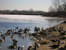 Geese near the water