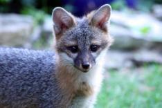 Gray fox