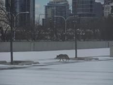 Coyote in city