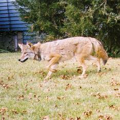 Image of an urban coyote by Stanley Gehrt