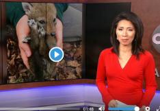 ABC 7 news coverage image