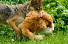 Population Ecology of Free-Roaming Cats and Interference Competition by Coyotes in Urban Parks