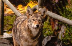 Is the Urban Coyote a Misanthropic Synanthrope? 