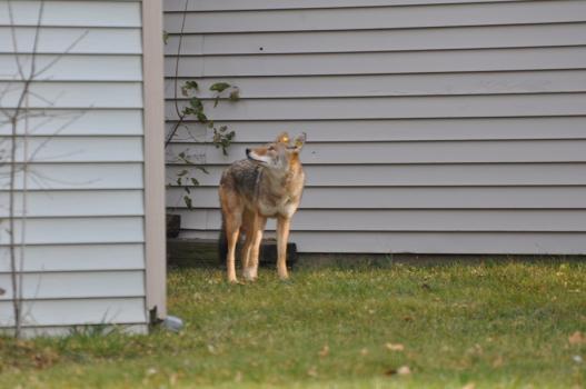 Coyote 434 wanders through a neighborhood