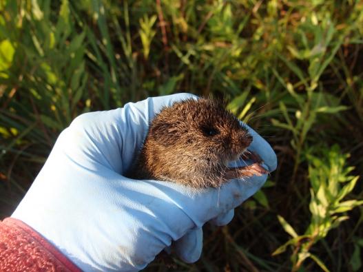 meadow vole